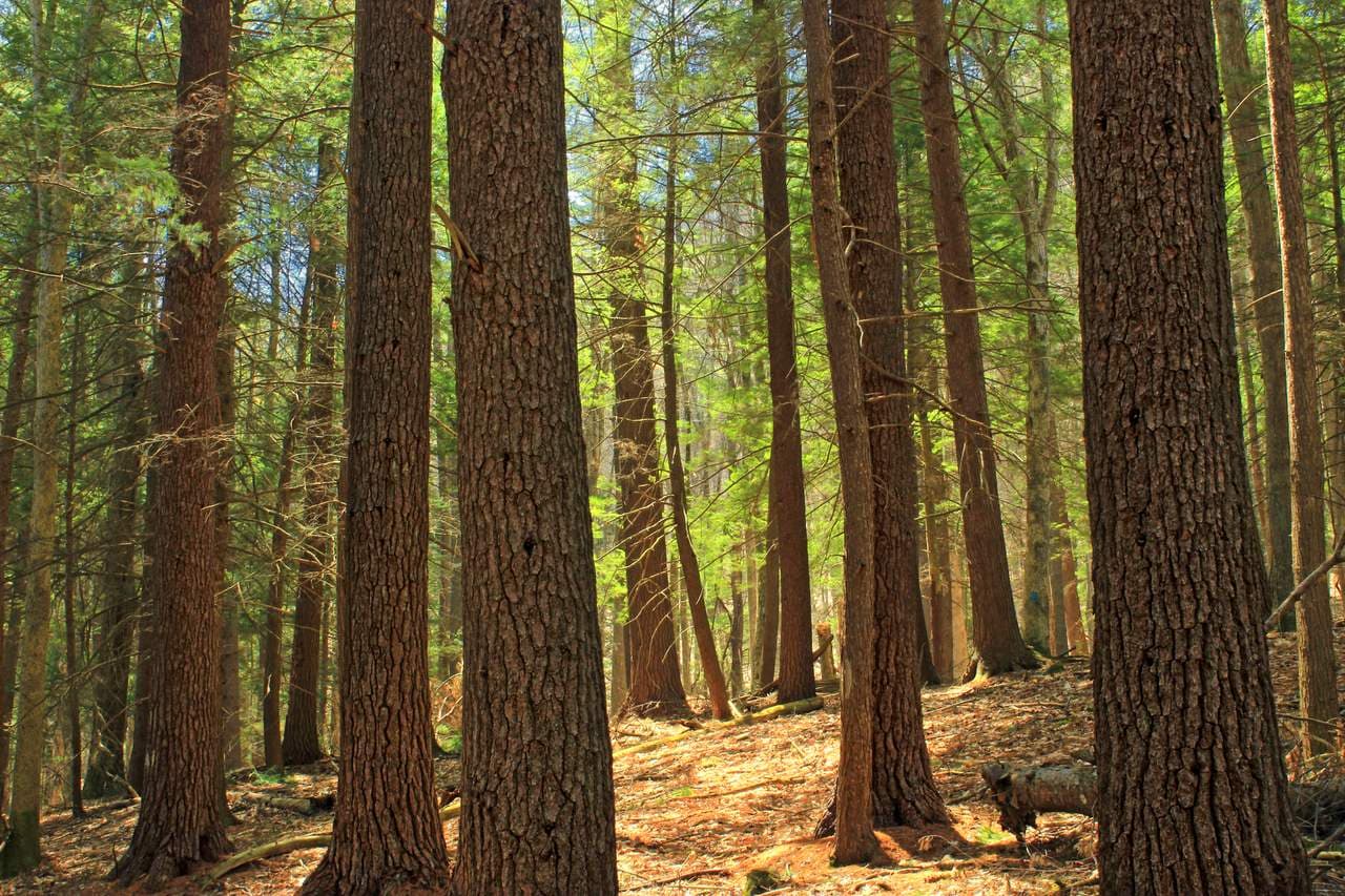 A Forest Planted by Hand