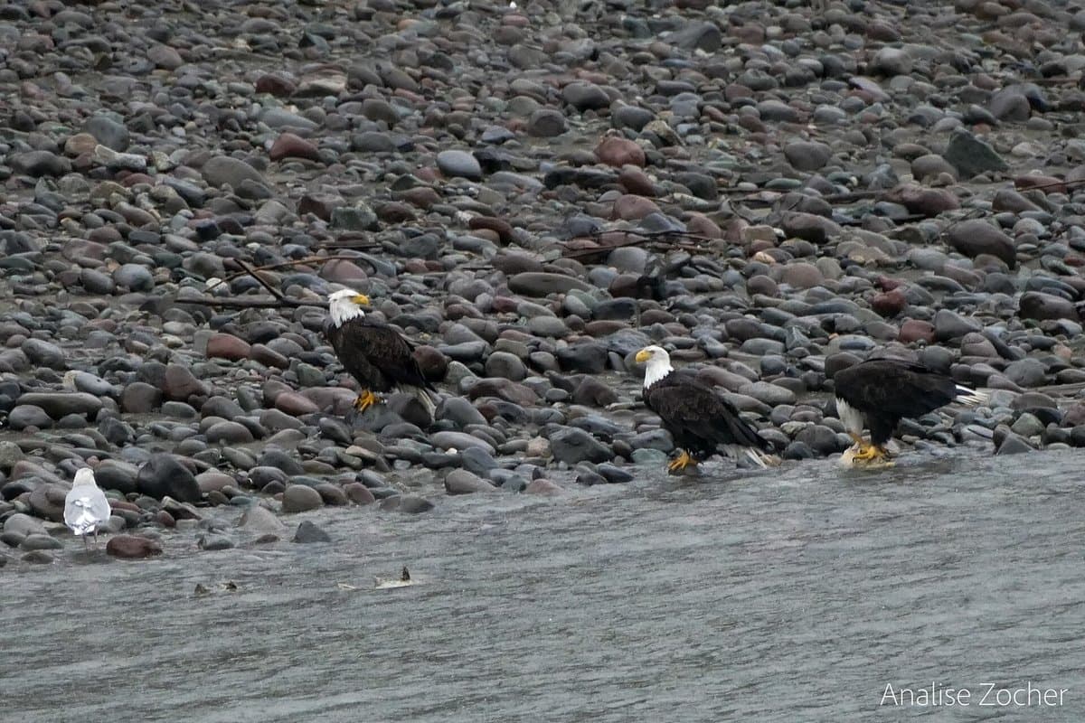 The Spawning Feast