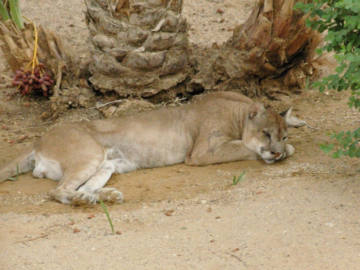 The Cougar's Country