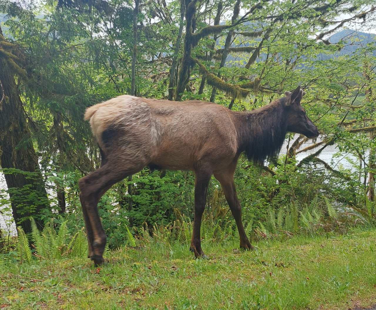 The Bugling Bull Elk