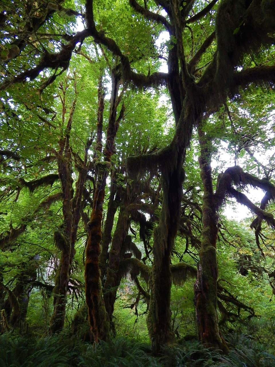 The Moss-Draped Maples