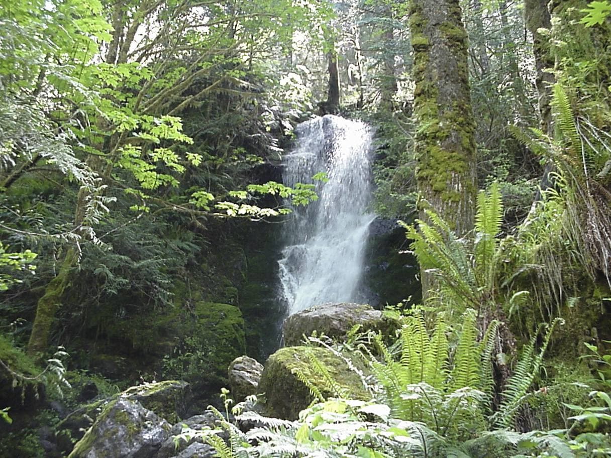 Merriman Falls — the rainforest's roadside ribbon