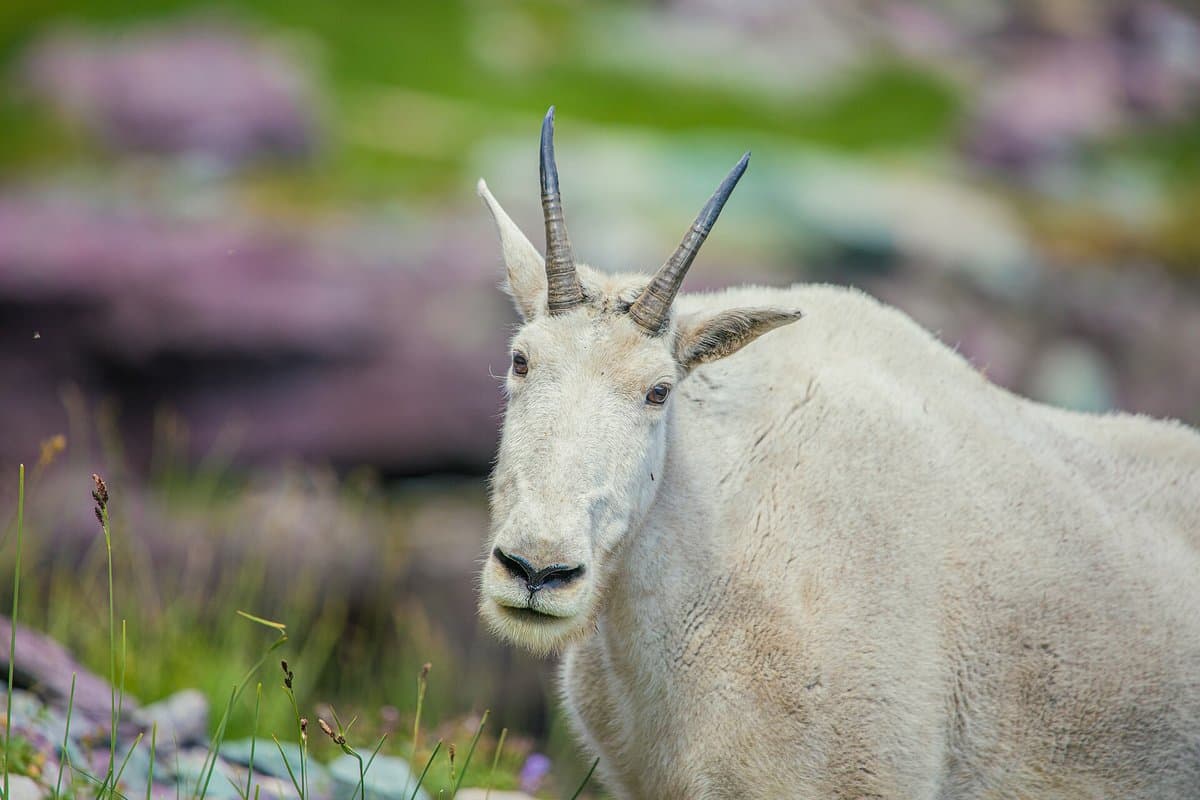 The Goats That Flew