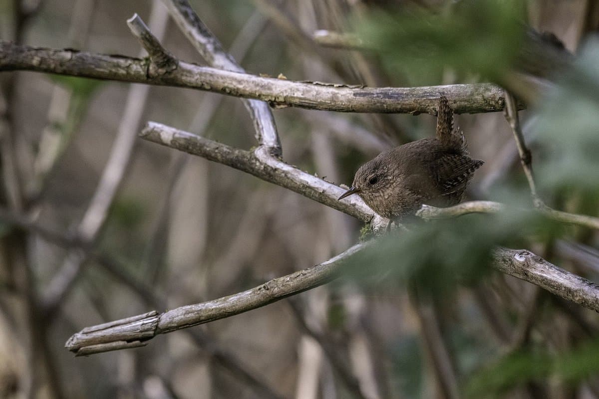 The Voice Of The Rainforest
