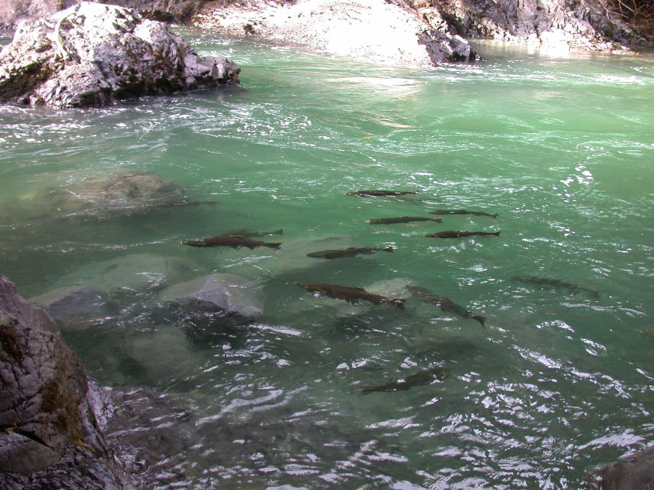 Salmon Cascades — the leap upriver