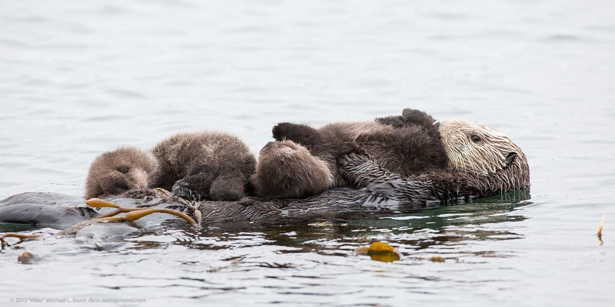 The Otters' Comeback
