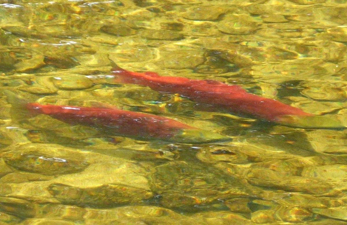 The Blueback Salmon