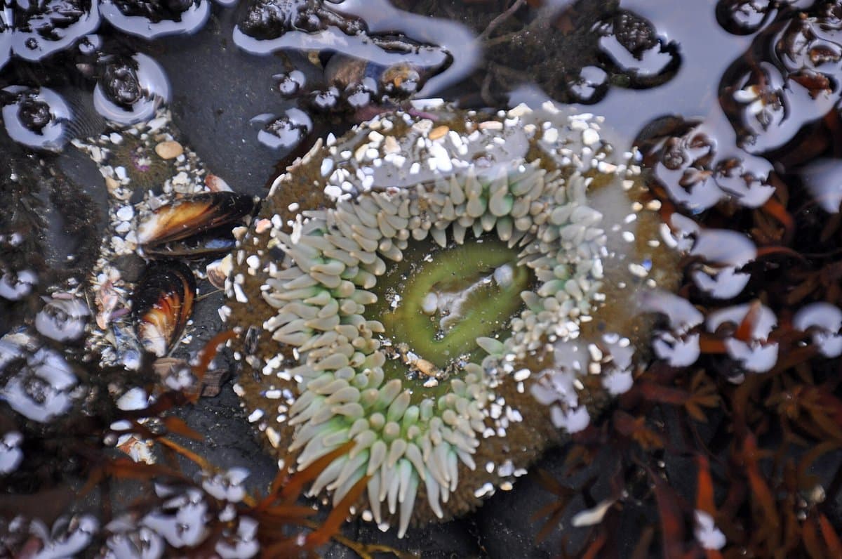 The Tide Pools