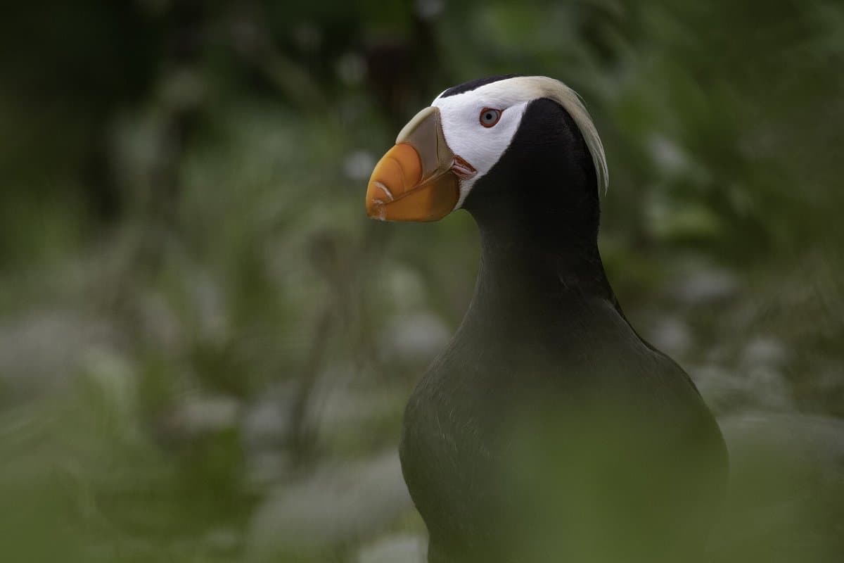 The Seabird Islands