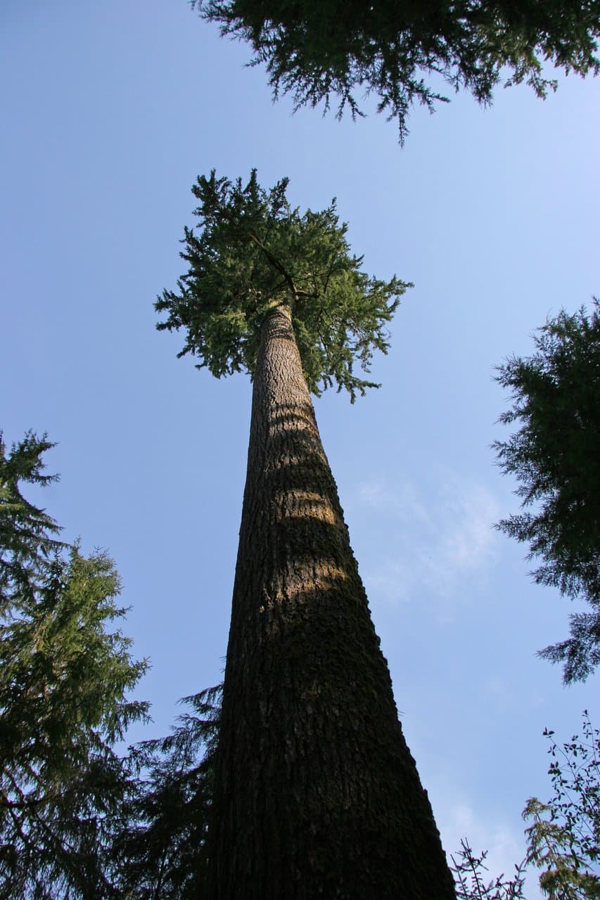 Four Giants
