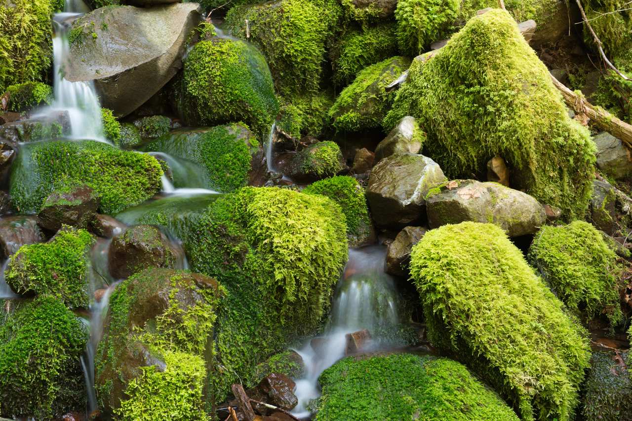 Frenchie Falls