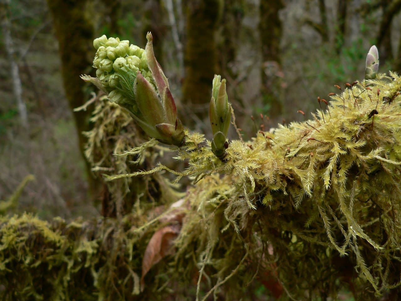 The Bigleaf Maples