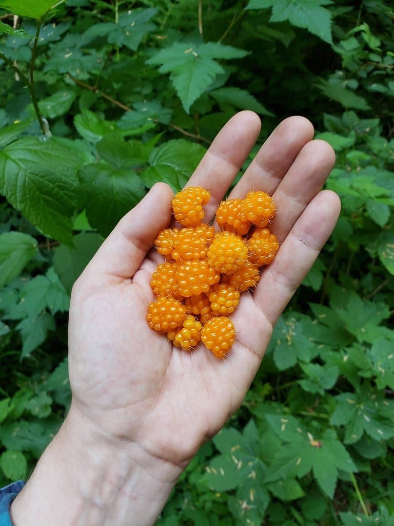 The Edible Forest