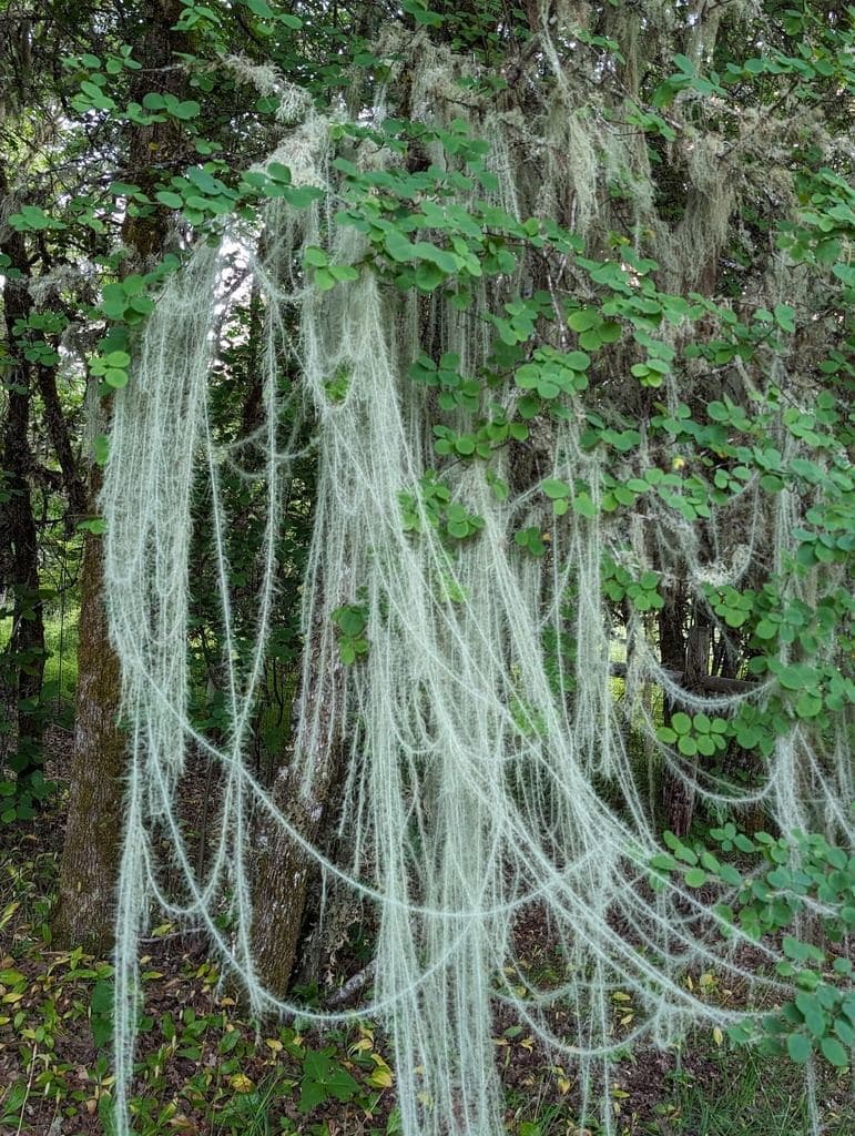 Lichen & Clean Air