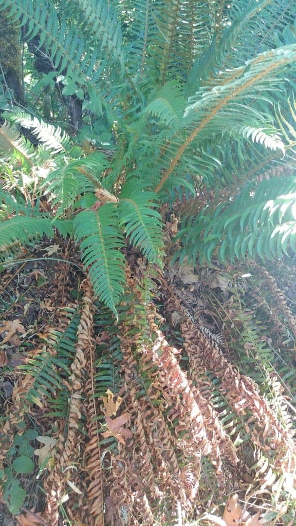 The Forest Floor