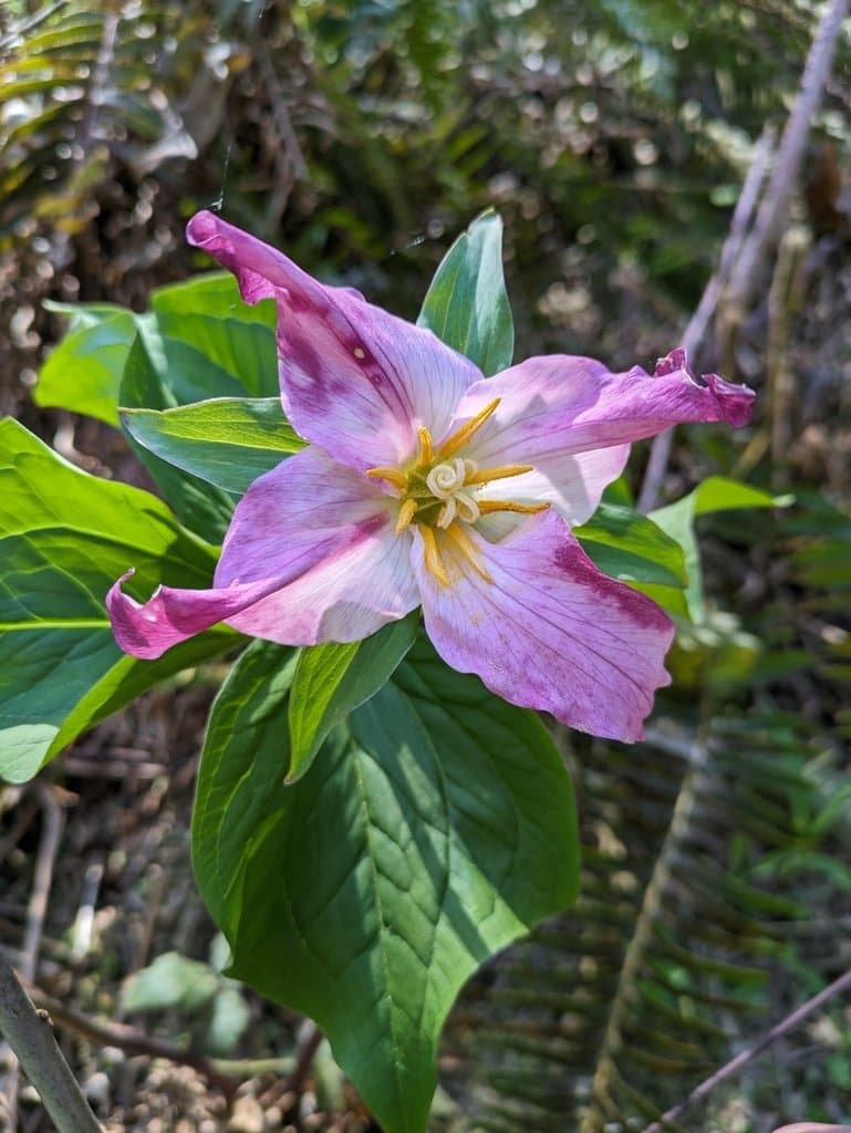 Spring on the Forest Floor