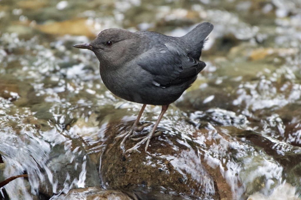 The Bird That Walks Underwater