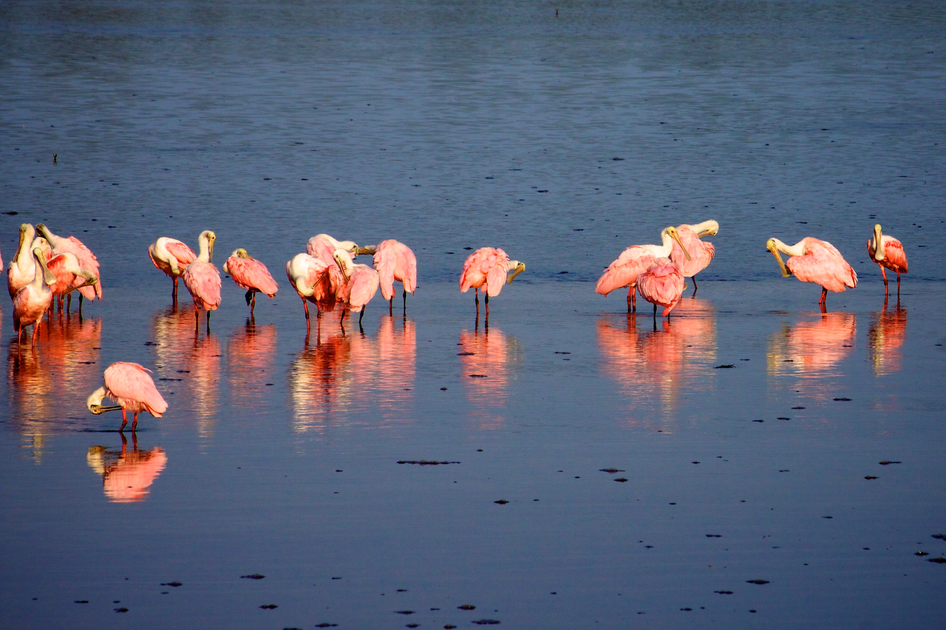 Ding Darling: Sanibel's Wildlife Drive